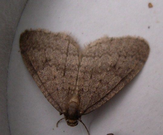  Winter Moth 
